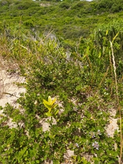 Psoralea bracteolata