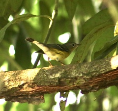 Setophaga magnolia