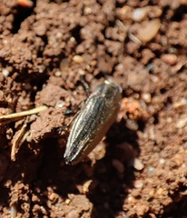 Sphenoptera