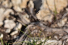 Cleistogenes serotina