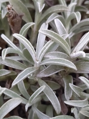 Achyranthemum argenteum