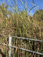 Typha latifolia