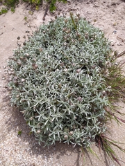 Achyranthemum argenteum