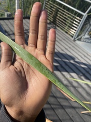Typha latifolia