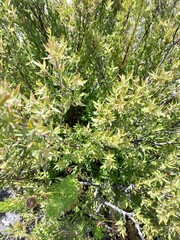Diospyros glabra