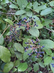 Viburnaceae