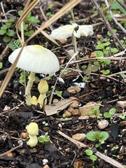 Leucocoprinus fragilissimus