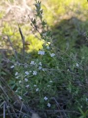 Micromeria ericifolia image