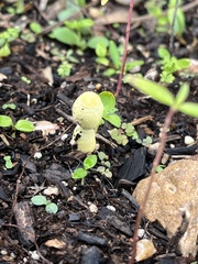 Leucocoprinus fragilissimus