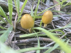 Bolbitius