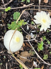 Leucocoprinus fragilissimus