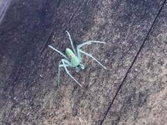 Araneus circulissparsus