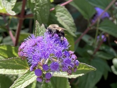 Bombus impatiens