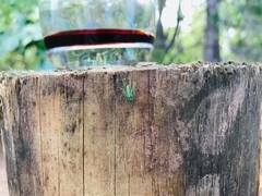 Araneus circulissparsus