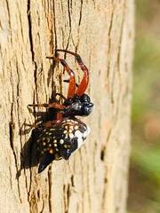 Austracantha minax