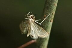 Strepsinoma
