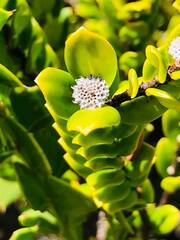 Pimelea ferruginea