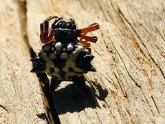 Austracantha minax