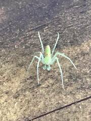 Araneus circulissparsus