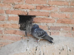 Columba livia domestica