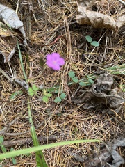 Geranium robertianum