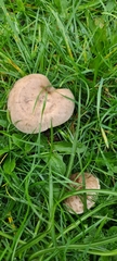 Lepista personata