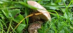 Lepista personata