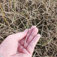 Eleusininae