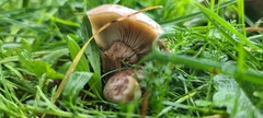 Lepista personata