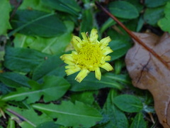 Pilosella officinarum