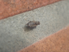 Opomyza germinationis