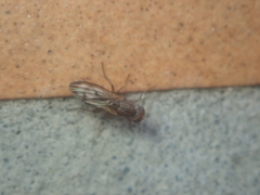 Opomyza germinationis