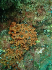 Watersipora subtorquata