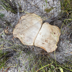 Haemanthus sanguineus