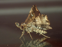Adrapsa alsusalis