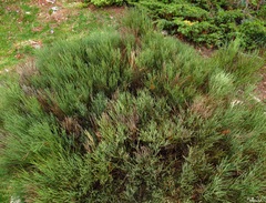 Cytisus oromediterraneus