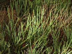 Cytisus oromediterraneus