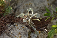 Pentanema verbascifolium
