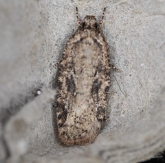 Agonopterix pulvipennella