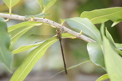 Triacanthagyna trifida