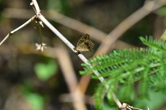 Junonia lemonias aenaria
