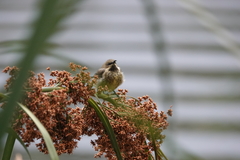 Cinnyris erythrocercus