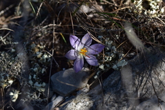 Crocus thomasii