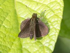 Hesperiidae