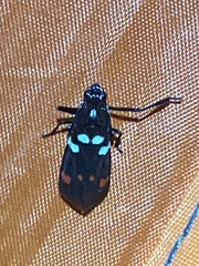 Callitettix versicolor