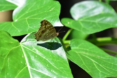 Junonia lemonias aenaria