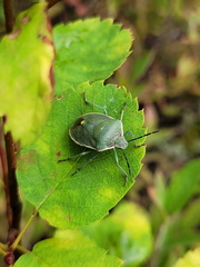Chlorochroa