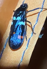 Callitettix versicolor