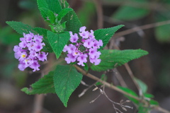 Lantana achyranthifolia