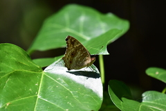 Junonia lemonias aenaria
